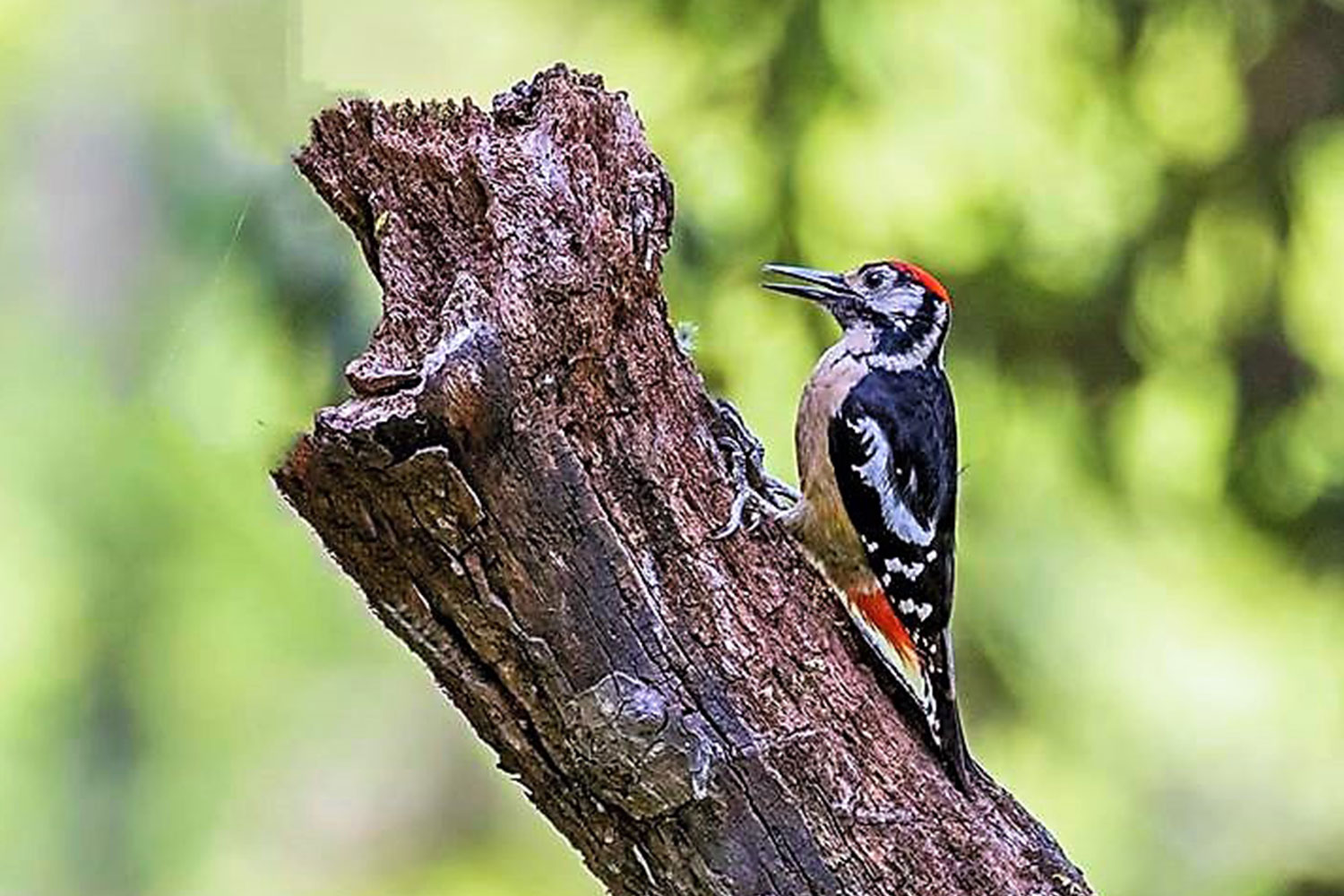 Scenic view of chopta